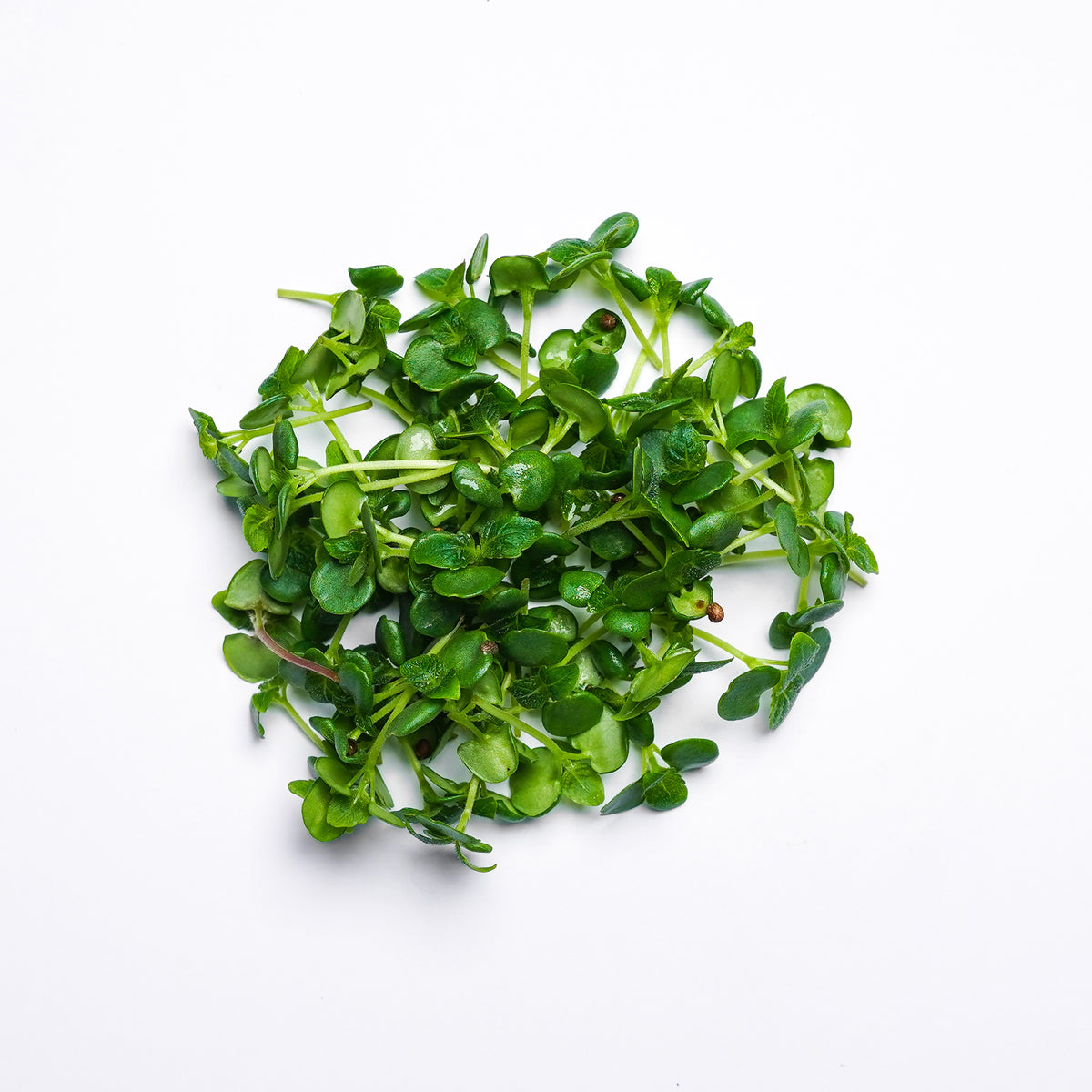 Green Shiso – Badia Farms ME
